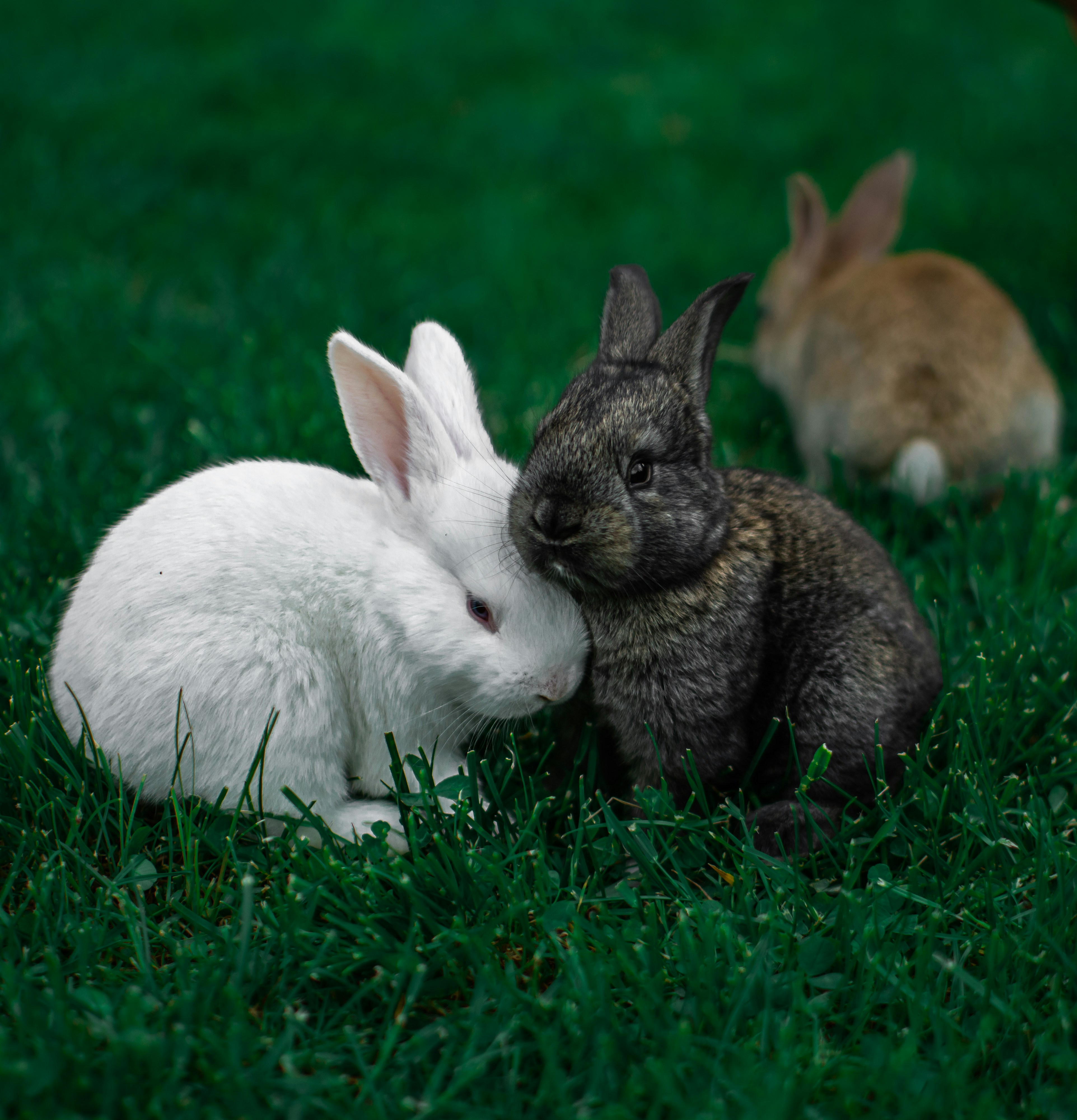 Rabbits